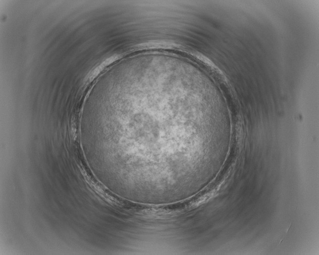 X0000081480929200701262024