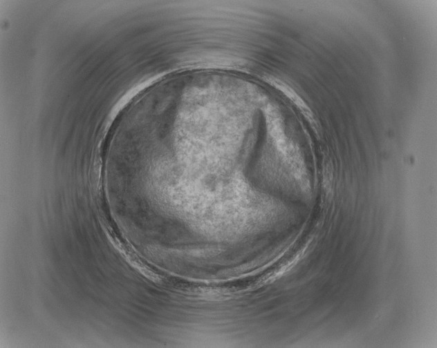 X0000081480933200701262024