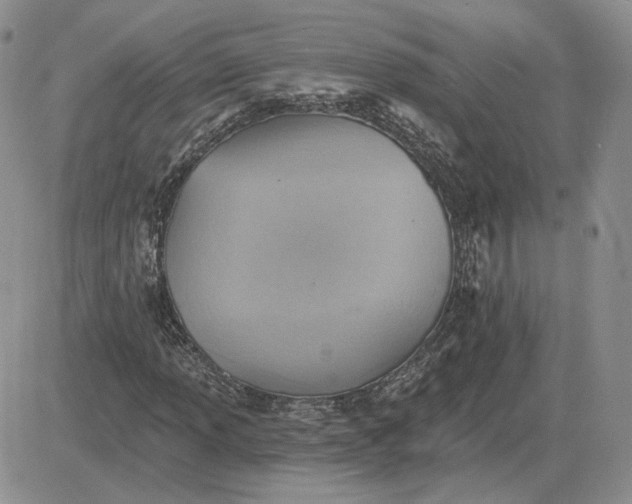 X0000081481013200701262022