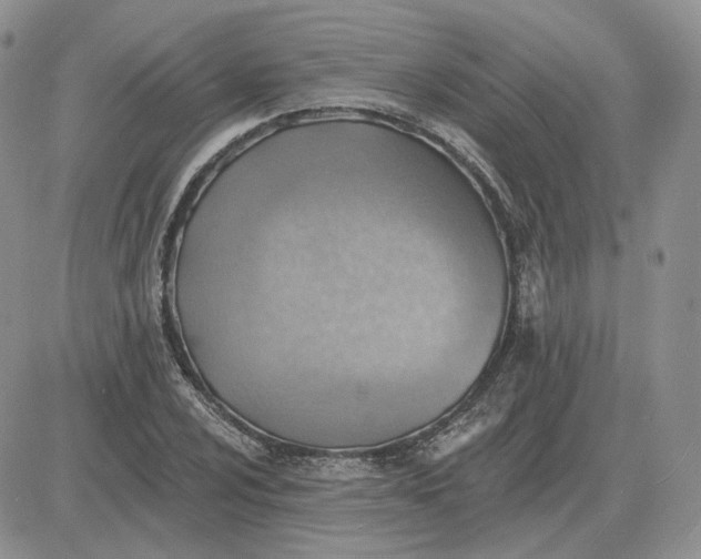 X0000081481024200701262023