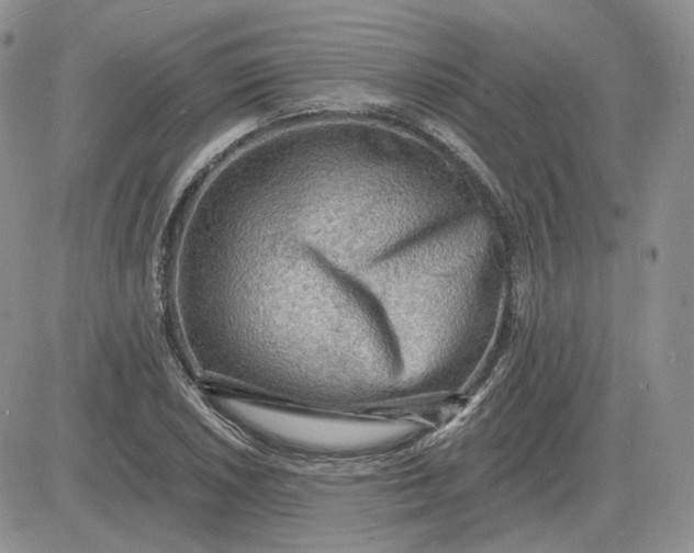 X0000081481026200701262023