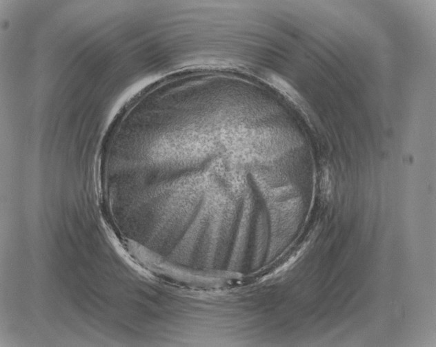 X0000081481030200701262023