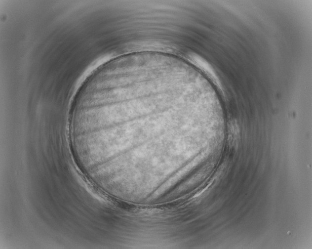 X0000081481043200701262023