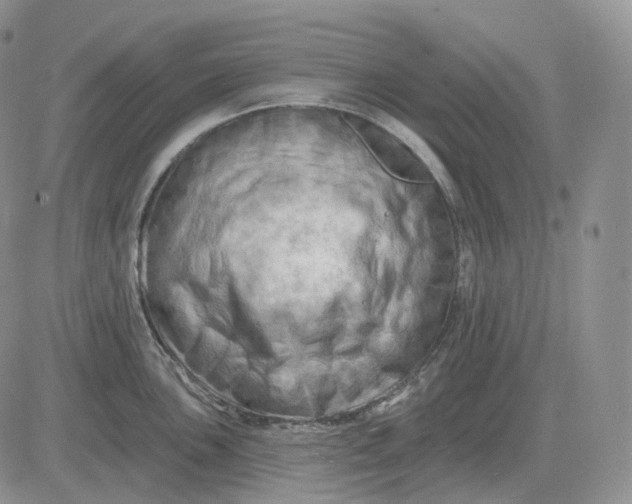 X0000081481051200701262023