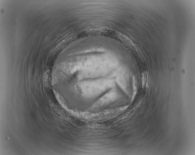 X0000081481059200701262022