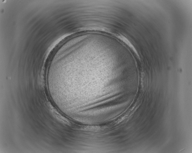 X0000081481068200701262022