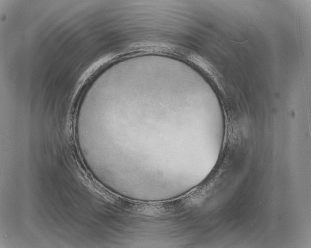 X0000081481074200701262022
