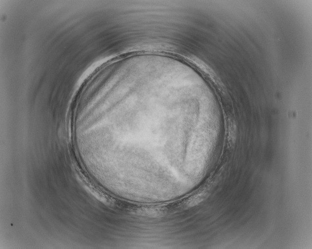 X0000081481078200701262022