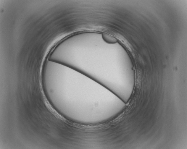 X0000081481080200701262022