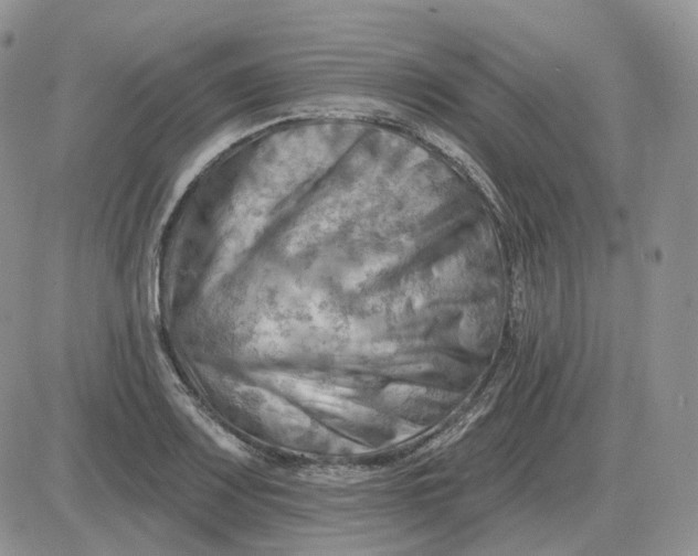 X0000081481083200701262022