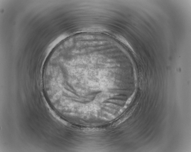 X0000081481087200701262022