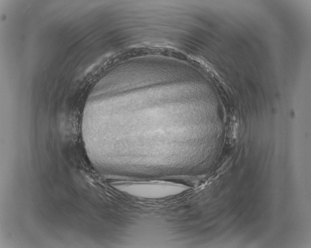 X0000081481110200701262021