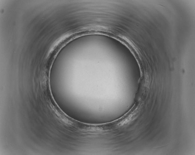 X0000081481115200701262021