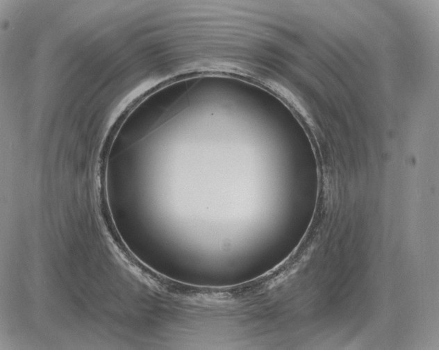 X0000081481133200701262021