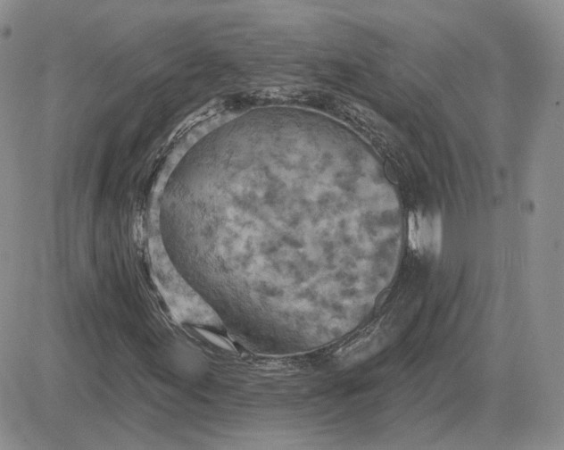X0000081481155200701262021