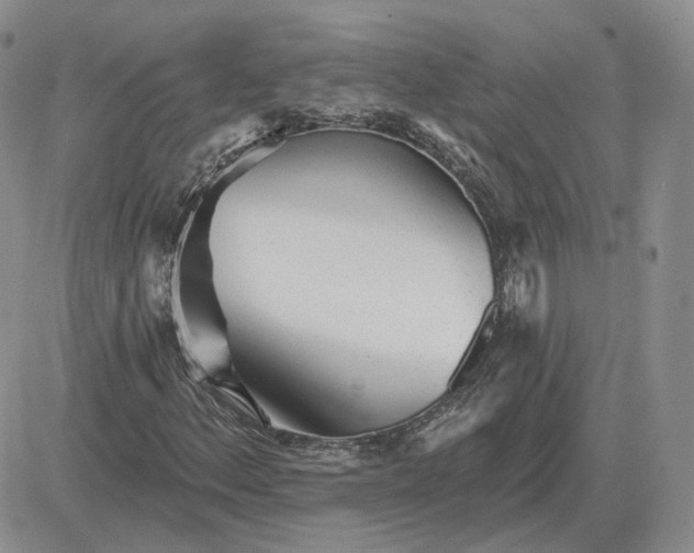 X0000081481156200701262021