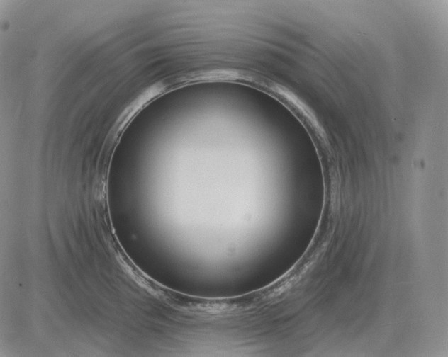 X0000081481193200701262020