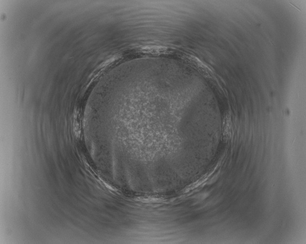 X0000081481202200701262019