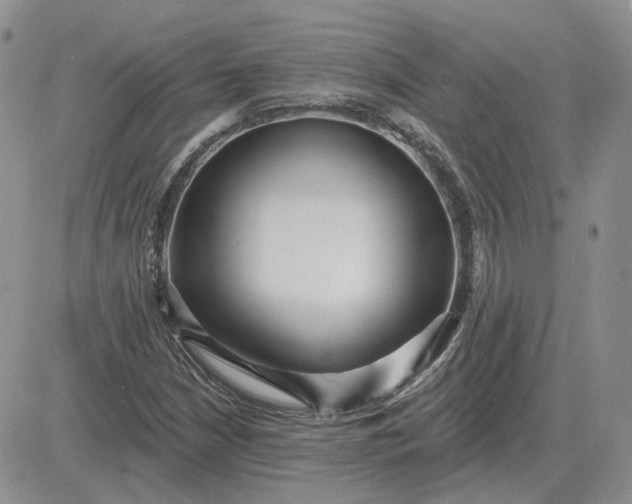X0000081481210200701262019