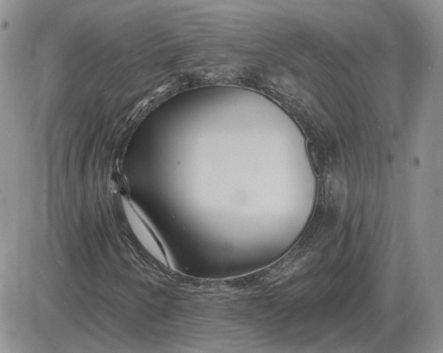 X0000081481250200701262019
