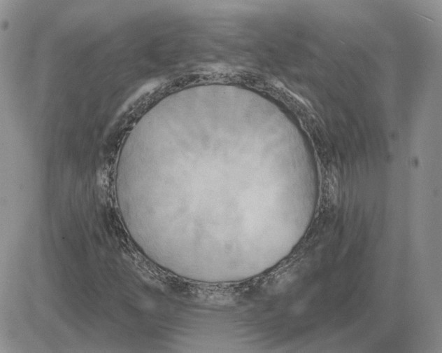 X0000081481254200701262019