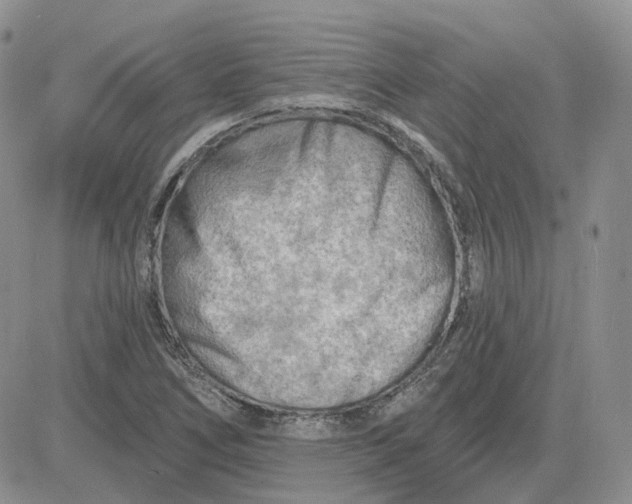 X0000081481266200701262019