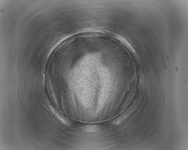 X0000081481268200701262019