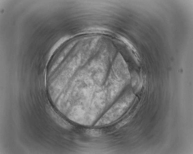 X0000081481275200701262019