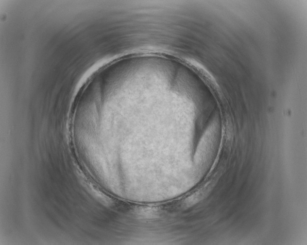 X0000081481278200701262019