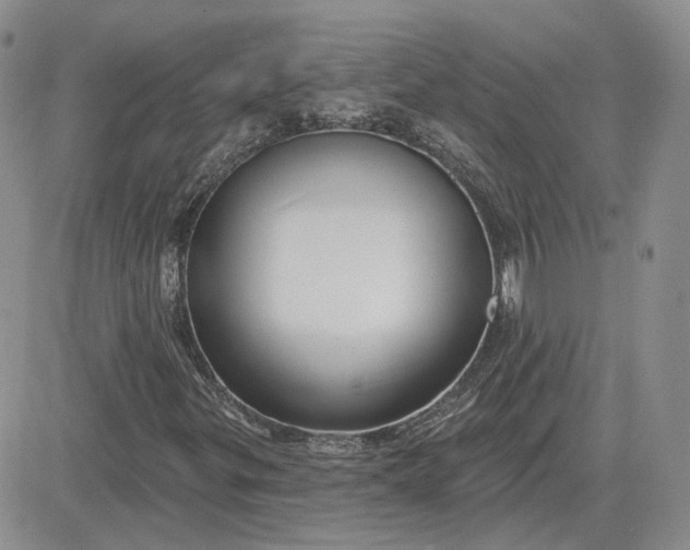 X0000081481299200701262018