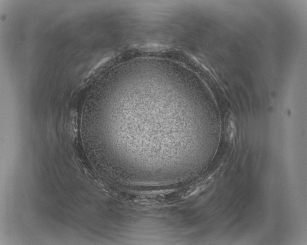 X0000081481301200701262018
