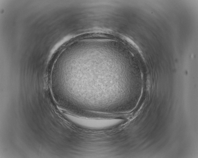 X0000081481310200701262018