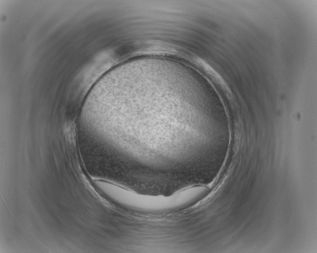 X0000081481329200701262018