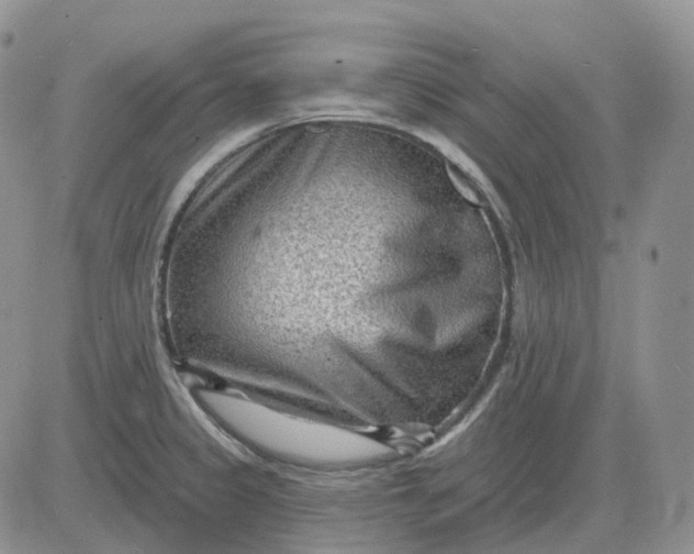 X0000081481333200701262018