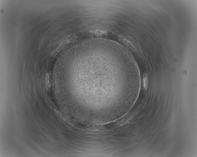 X0000081481347200701262018
