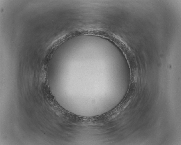 X0000081481350200701262018