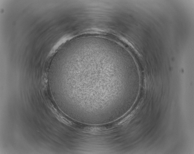 X0000081481355200701262017