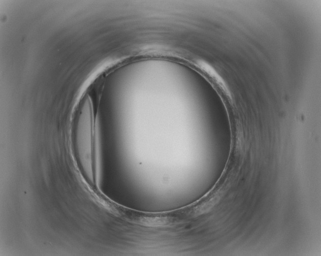 X0000081481376200701262017