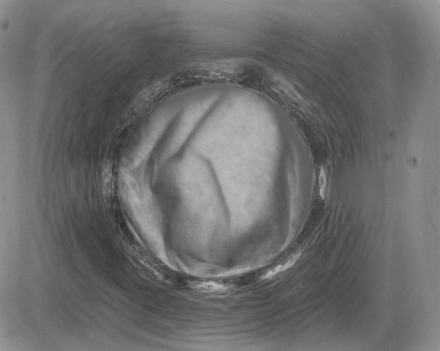 X0000081481395200701262016
