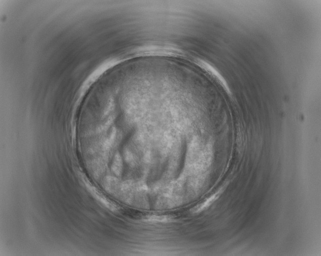 X0000081481419200701262017