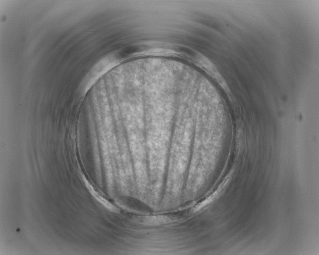 X0000081481425200701262017