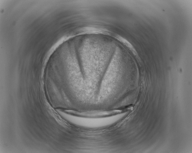 X0000081481427200701262017