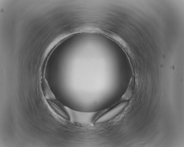 X0000081481430200701262017