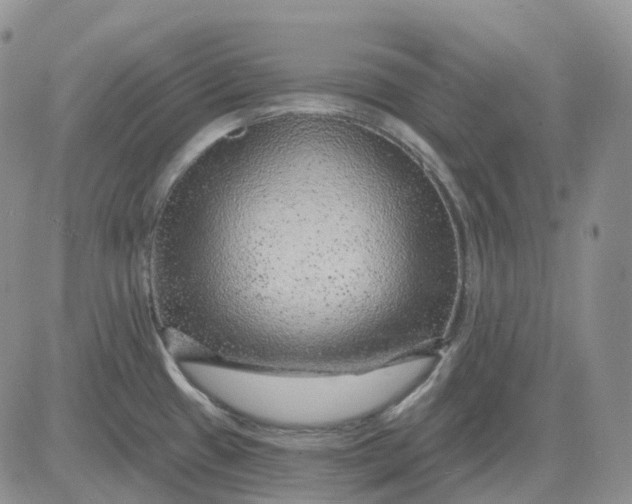 X0000081481433200701262017