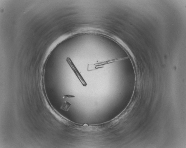 X0000081481437200701262017
