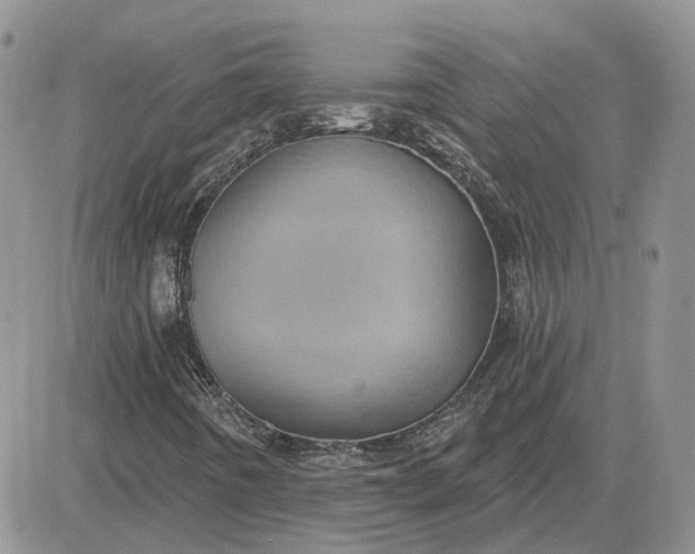 X0000081481442200701262016