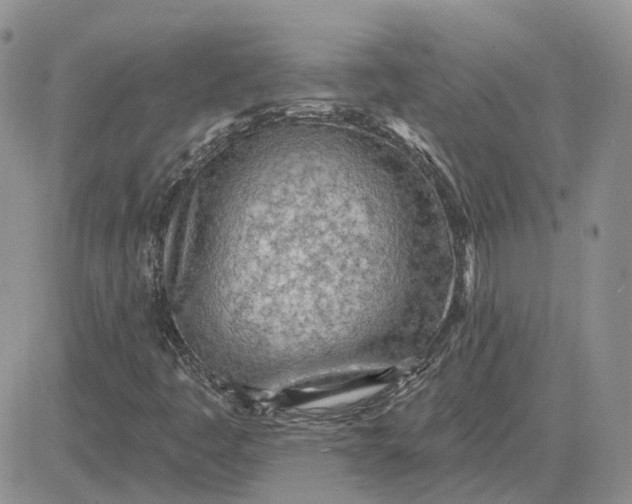 X0000081481445200701262016