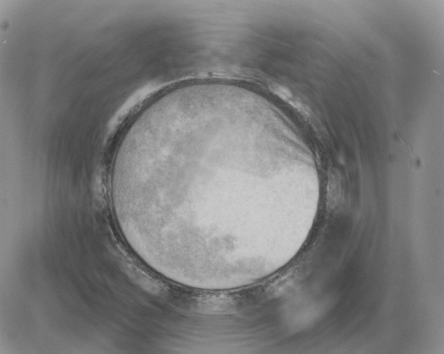 X0000081481454200701262016