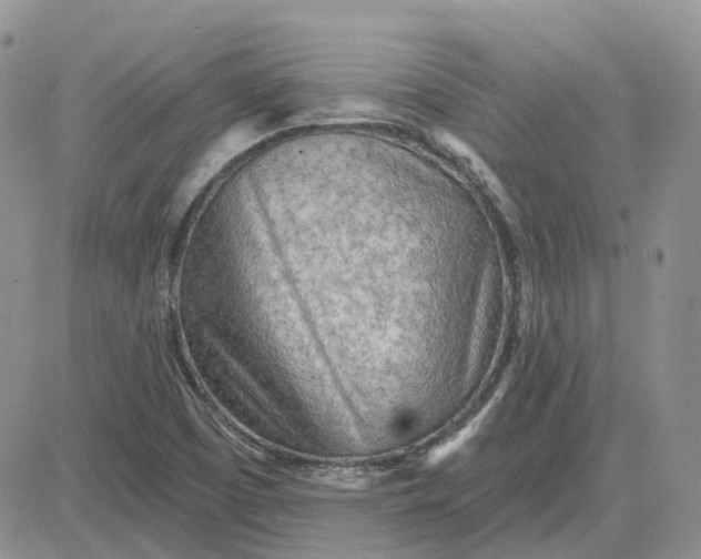 X0000081481457200701262016