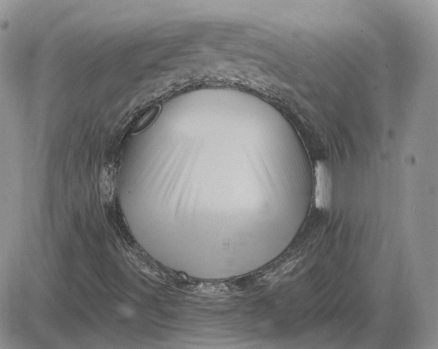 X0000081481491200701262015